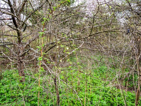 Underbrush Clearing in Navarre