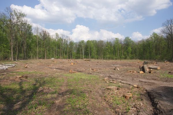 Pasture Clearing in Navarre