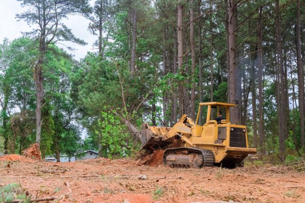 Forest Thinning in Navarre