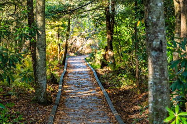 Trail Clearing in Navarre