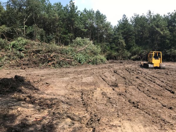 Thicket Clearing in Navarre